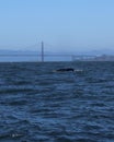 Tale whale on the bay Of San Francisco, Near The Golden Bridge, California, United States.
