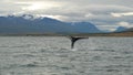Tale of the whale in the fjord