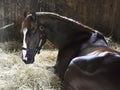 Madefromlucky at Saratoga