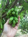 Taling Pling fruit on the hand on the tree Royalty Free Stock Photo