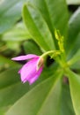 Talinum fruticosum ceylon pink flower