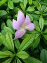 The Talinum Fruticosum plants and flower.