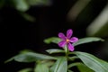 Talinum paniculatum flower on nature background