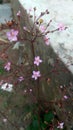 Talinum paniculatum, flower, pink, blooming, nature