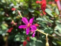 Talinum paniculatum flower