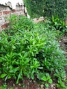 Talinum Paniculatum or Javanese Ginseng Plant