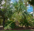 Talipot palm Corypha umbraculifera, native to India and Sri Lanka - Florida, USA