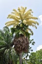 Talipot Palm or Corypha umbraculifera in Port of Spain, Trinidad and Tobago