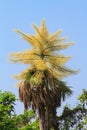 Talipot palm flower