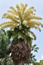 Talipot Palm or Corypha umbraculifera in Port of Spain, Trinidad and Tobago