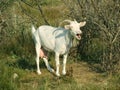 Talkative goat Royalty Free Stock Photo