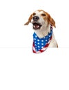 Talking American Patriotic Dog With Banner Royalty Free Stock Photo