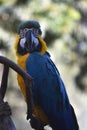 Talking Blue and Gold Macaw Parrot on a Perch