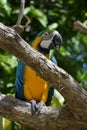 Talking Blue and Yellow Macaw on a Branch