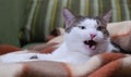 talking cat. a domestic adult cat is lying on a blanket and with his mouth open is trying to say something.
