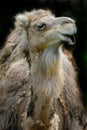 Talking dromedary Royalty Free Stock Photo