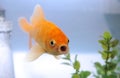 Talking gold fish. Royalty Free Stock Photo