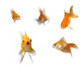 Talking Goldfishes Royalty Free Stock Photo