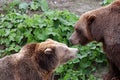 Talking grizzlies Royalty Free Stock Photo