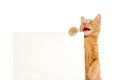 Talking kitten holding banner Royalty Free Stock Photo