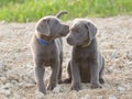 Talking Labrador Retriever puppys silver Royalty Free Stock Photo