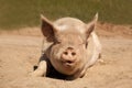 Talking large dirty pig laying facing forward on his stomach on the dirt