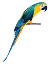 Talking parrot, icon