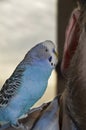 A talking parrot sits next to the owner`s ear