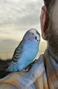 A talking parrot sits on the shoulder, next to the man`s ear