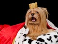 Talking royal dog with crown and gown Royalty Free Stock Photo