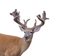 Talking Whitetail Deer Royalty Free Stock Photo