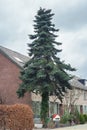 Tall Abies pinsapo Spanish Fir tree with beautiful green blue foliage Royalty Free Stock Photo