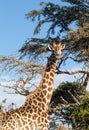 Tall african giraffe looking down at camera Royalty Free Stock Photo