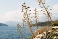 Tall agave on a cliff above the water with a view of the sky and mountains on the horizon.