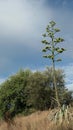 Lone tall agave plant with new green flowers