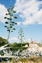 Tall agave near an old brick overgrown building with young shoots against a blue sky with clouds.