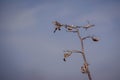 Tall agave plant flower stalk after blooming