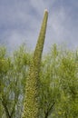 Tall agave plant flower stalk after blooming against a blue sky