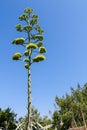 Tall Aloe Vera yellow flower, blooming vegetation Royalty Free Stock Photo