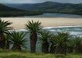 Tall Aloes growing on hill overlooking lagoon Transkei Eastern Cape
