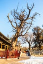 Tall ancient cypress tree