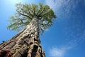 a tall, ancient redwood tree piercing the clear sky