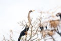 Tall Anhinga bird on the top of tree branch Royalty Free Stock Photo