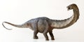 A Tall Apatosaurus Dinosaur, or Deceptive Lizard Royalty Free Stock Photo