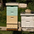 Tall Apiary Beehives