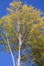 A tall aspen tree against the background of a clear blue sky. Yellowed autumn leaves on aspen branches Royalty Free Stock Photo