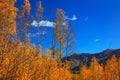 Tall Aspen trees against blue sky in autumn time Royalty Free Stock Photo