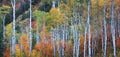 Tall Aspen trees with fall foliage in Colorado rocky mountains Royalty Free Stock Photo