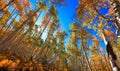 Tall Aspen trees with foliage reaching to sky