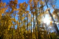 Tall Aspen trees and sun rays